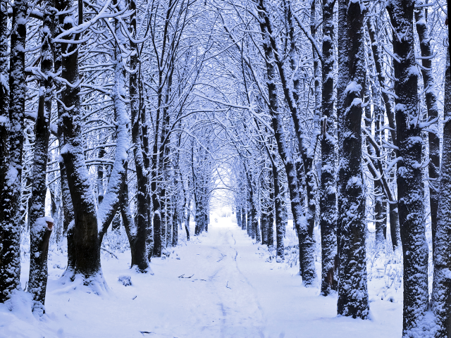 Snowy path trees branches fireworks free wallpaper for desktop - medium preview image