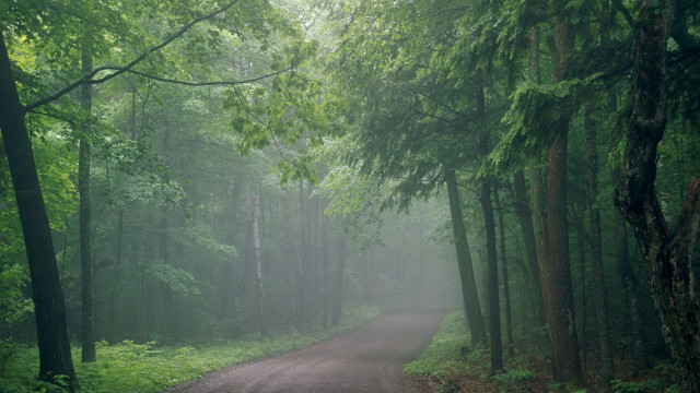 Dirt road forest trees fog #2 free wallpaper for desktop - medium preview image
