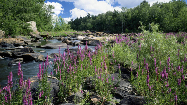 River flowers forest clouds bridge free wallpaper for desktop - medium preview image