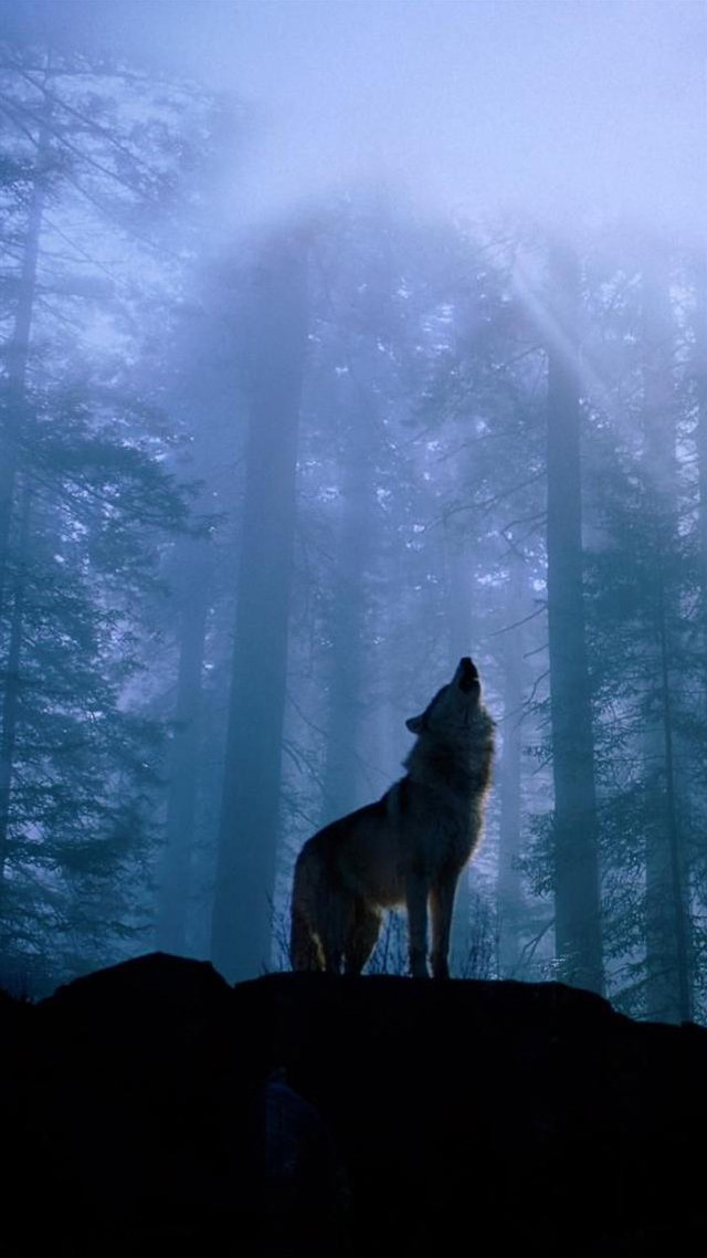 Wolf hill woods night fog free wallpaper for mobile - medium preview image