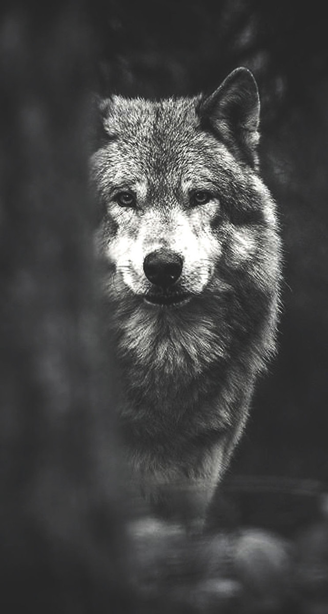 Wolf looking out window camera free wallpaper for mobile - medium preview image
