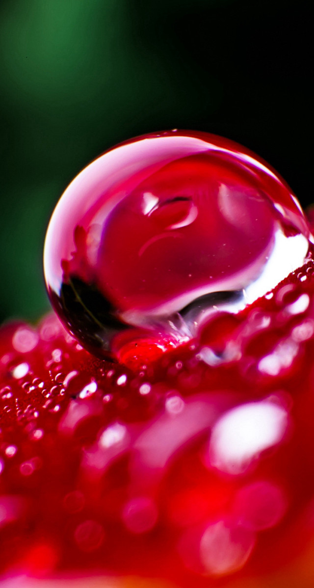 Red liquid droplet flower stem free wallpaper for mobile - medium preview image