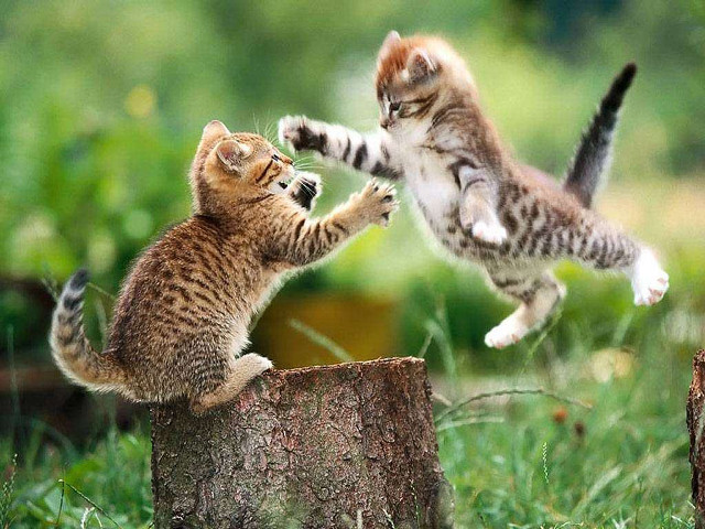Kittens playing stump grass woods #2 free wallpaper for desktop - medium preview image