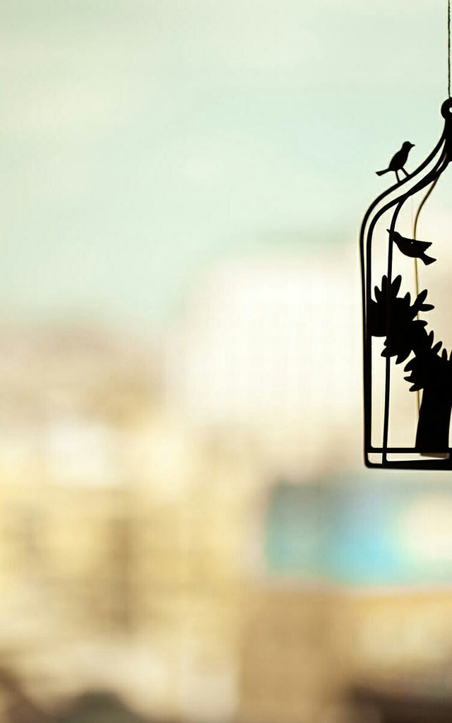 Bird birdcage wire city daytime free wallpaper for mobile - medium preview image