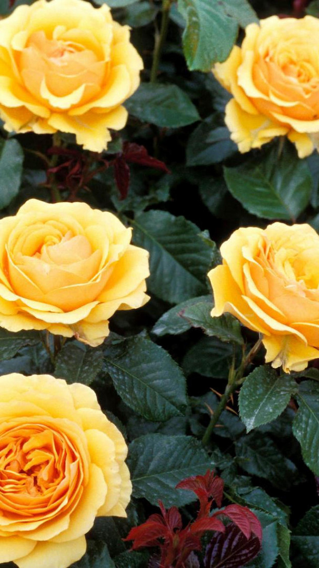 Yellow roses green leaves garden free wallpaper for mobile - medium preview image