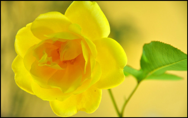 Yellow rose green stem yellow free wallpaper for desktop - medium preview image