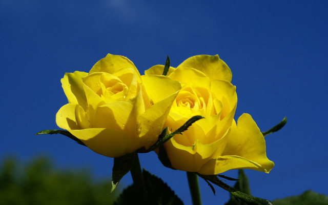 Yellow rose blooming sun sunny free wallpaper for desktop - medium preview image