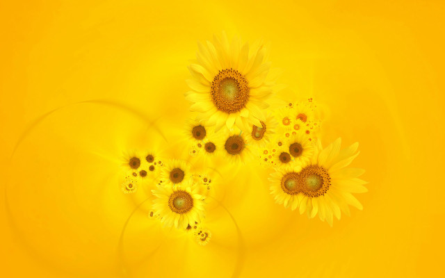 Sunflowers yellow background circular design free wallpaper for desktop - medium preview image