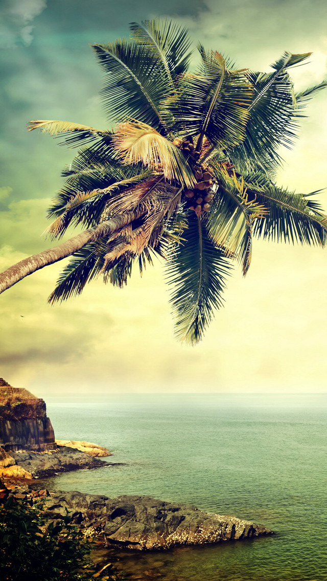Palm tree cliff ocean boat free wallpaper for mobile - medium preview image