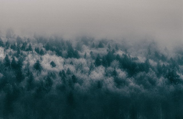 Black white forest plane flying free wallpaper for desktop - medium preview image