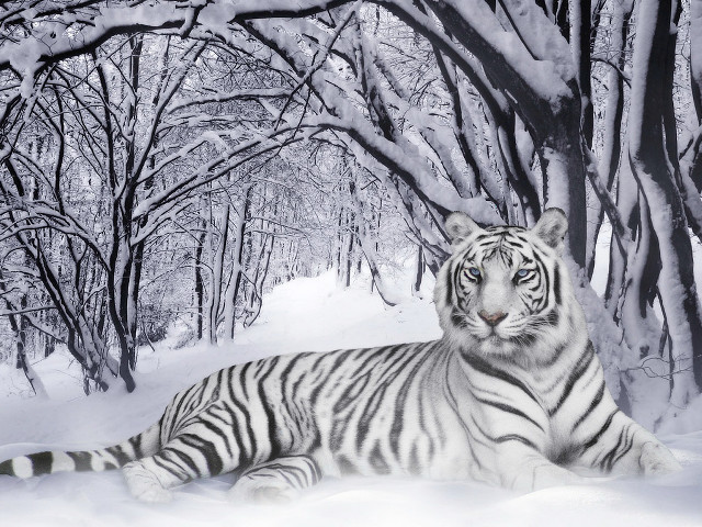 White tiger snow trees ground #4 free wallpaper for desktop - medium preview image