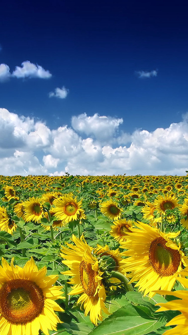 Sunflower field blue sky clouds #6 free wallpaper for mobile - medium preview image
