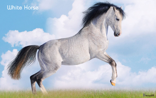 White horse running field grass free wallpaper for desktop - medium preview image