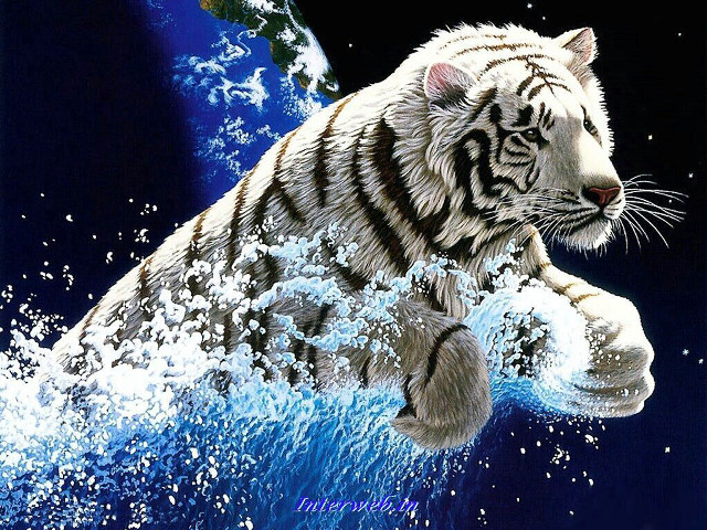 White tiger water blue background #2 free wallpaper for desktop - medium preview image