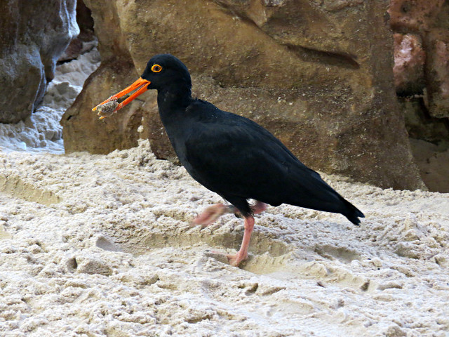 Black bird orange beak sand free wallpaper for desktop - medium preview image