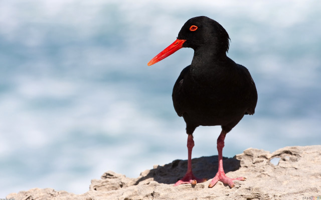 Black bird red beak ocean free wallpaper for desktop - medium preview image