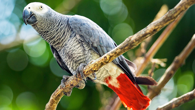 Parrot perched branch tree blurry free wallpaper for desktop - medium preview image