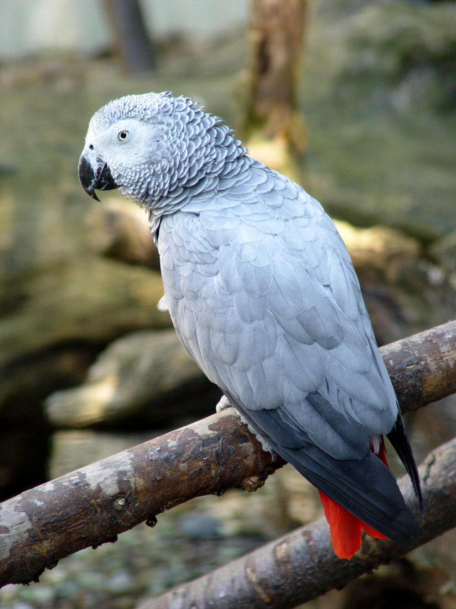Parrot branch zoo enclosure white free wallpaper for mobile - medium preview image