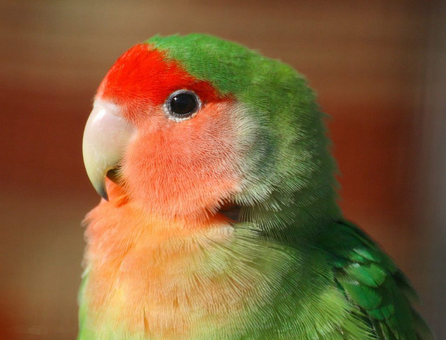 Colorful bird red head green free wallpaper for desktop - medium preview image