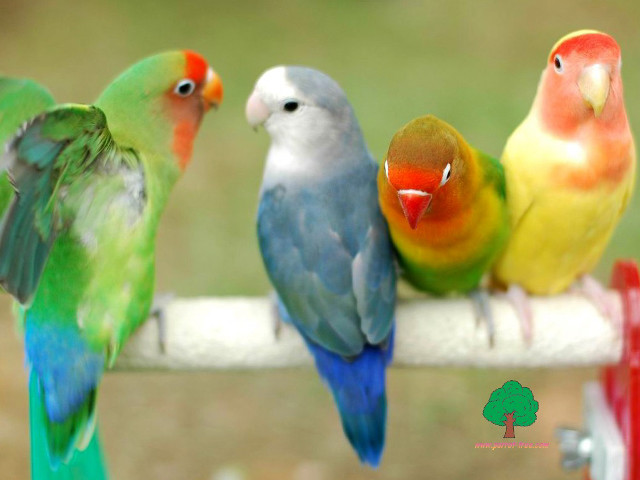 Colorful birds perch fence post free wallpaper for desktop - medium preview image