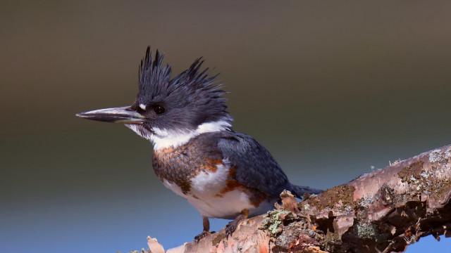 Bird mohawk sitting branch tree free wallpaper for desktop - medium preview image