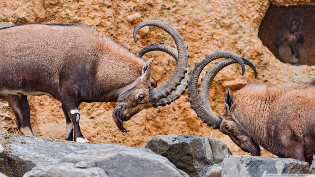 Two rams fighting rocky area free wallpaper for desktop - medium preview image