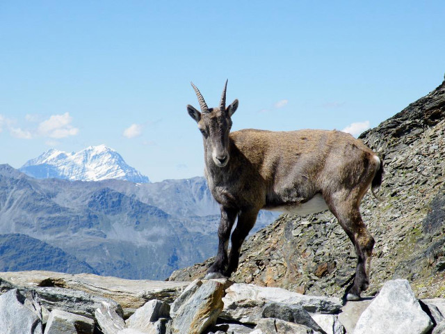 Mountain goat rocky hillside mountains free wallpaper for desktop - medium preview image