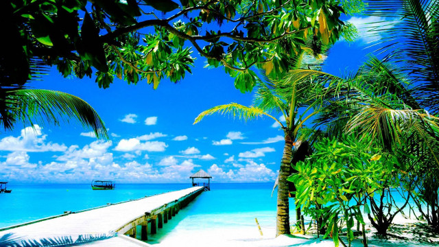 Tropical pier beach palm trees free wallpaper for desktop - medium preview image