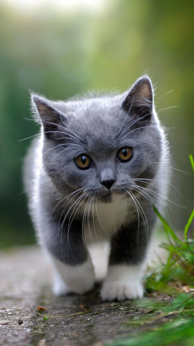Small gray white kitten walking free wallpaper for mobile - medium preview image
