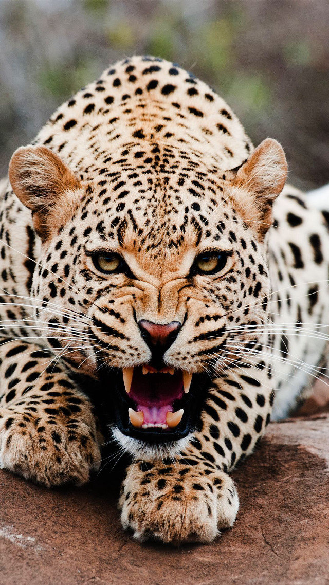 Leopard mouth open teeth bared #3 free wallpaper for mobile - medium preview image