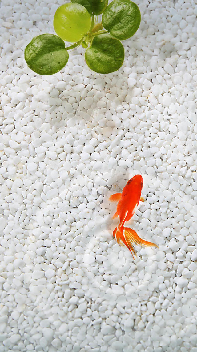 Goldfish swimming pond plant leaves free wallpaper for mobile - medium preview image