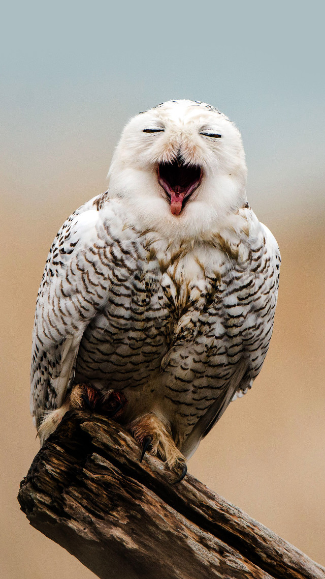 White owl mouth open eyes free wallpaper for mobile - medium preview image