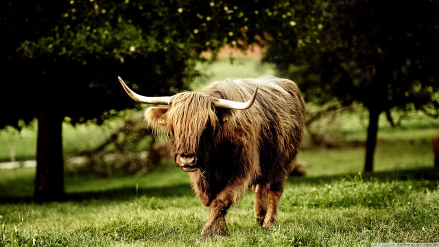 Long haired bull horns field free wallpaper for desktop - medium preview image