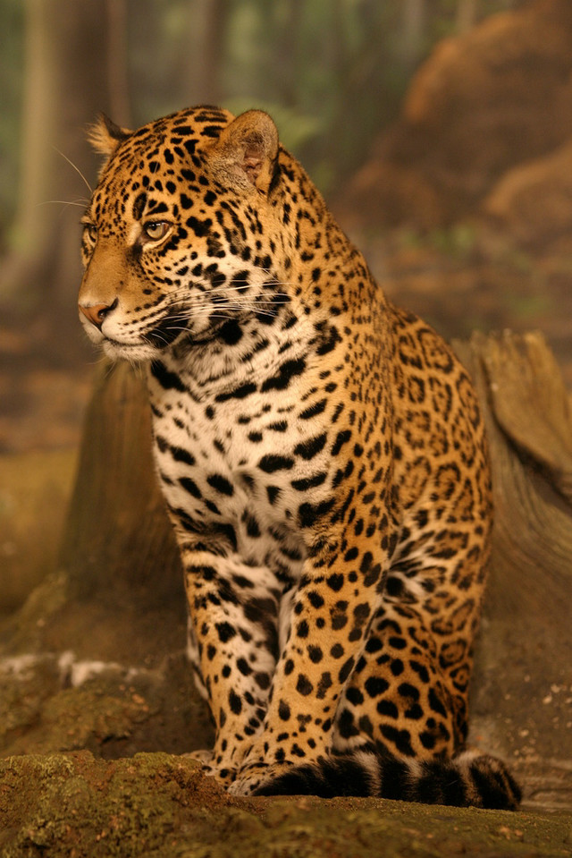Leopard sitting rock forest trees free wallpaper for mobile - medium preview image