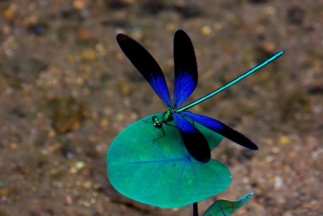Blue dragonfly green leaf black free wallpaper for desktop - medium preview image
