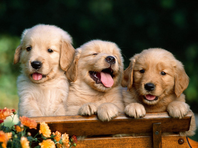 Three puppies wooden box open free wallpaper for desktop - medium preview image