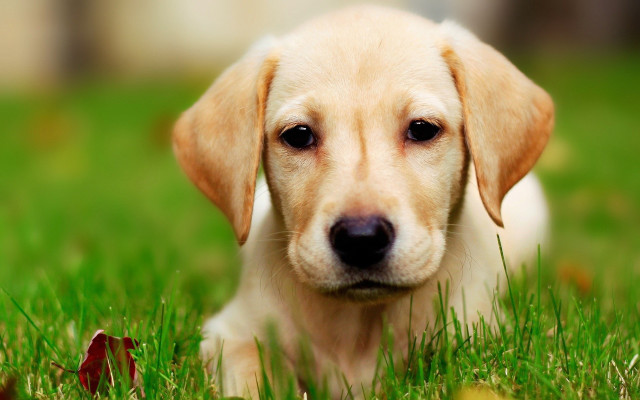 Puppy laying grass sad looking free wallpaper for desktop - medium preview image