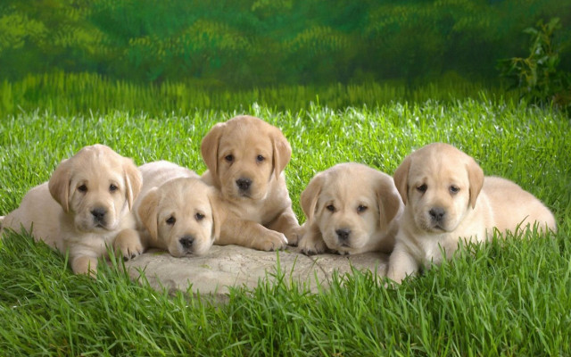 Puppies rock grass adorable nature free wallpaper for desktop - medium preview image