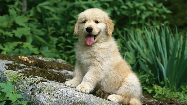 Puppy sitting rock forest tongue free wallpaper for desktop - medium preview image