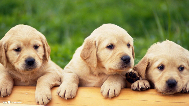 Three puppies sitting on wooden free wallpaper for desktop - medium preview image