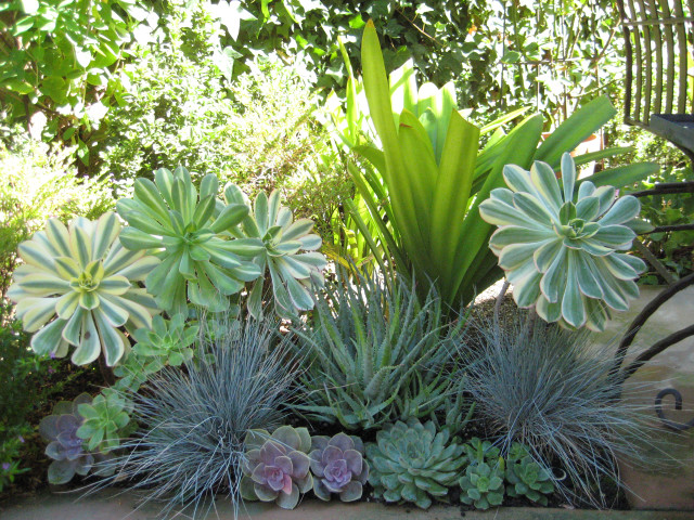 Garden variety plants flowers centerpieces free wallpaper for desktop - medium preview image