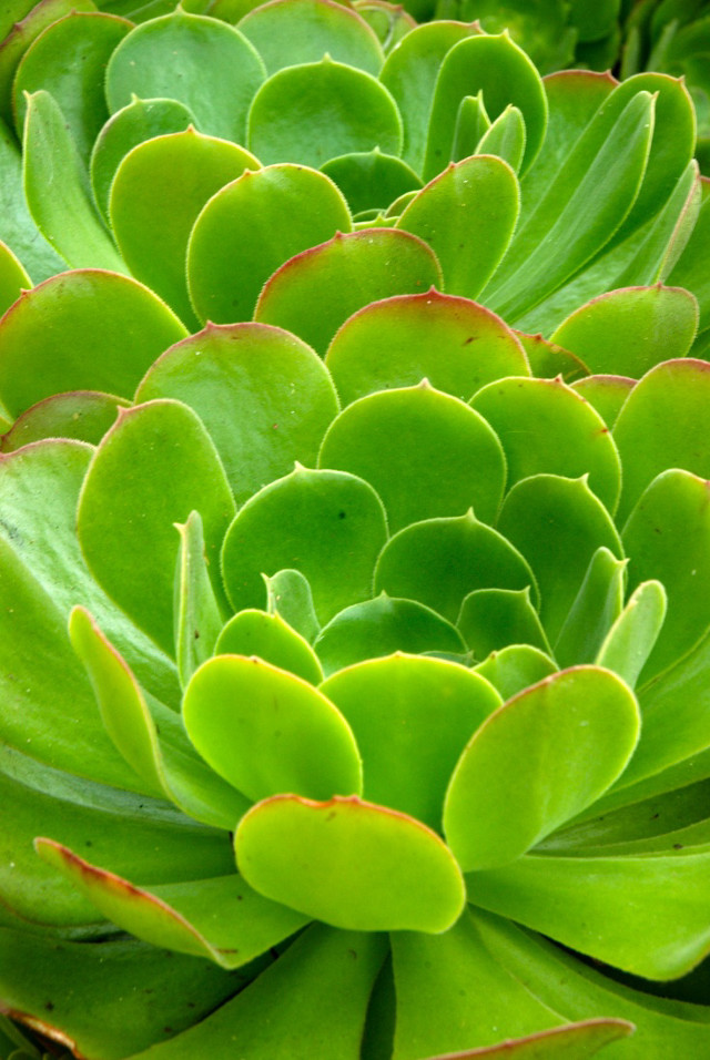 Green plant closeup leaves stalk free wallpaper for mobile - medium preview image
