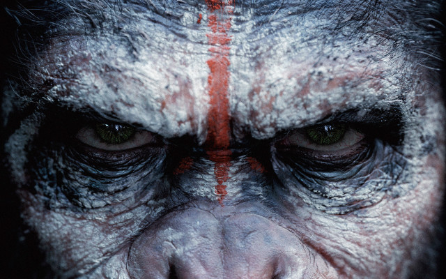 Monkey closeup red lines face free wallpaper for desktop - medium preview image
