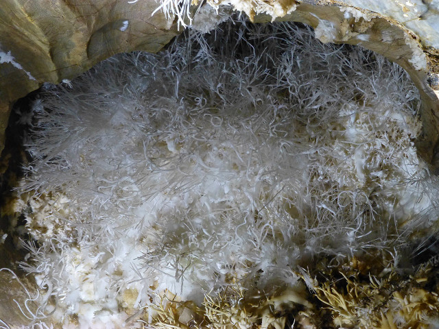 Bird nest closeup domirinic fegallia free wallpaper for desktop - medium preview image