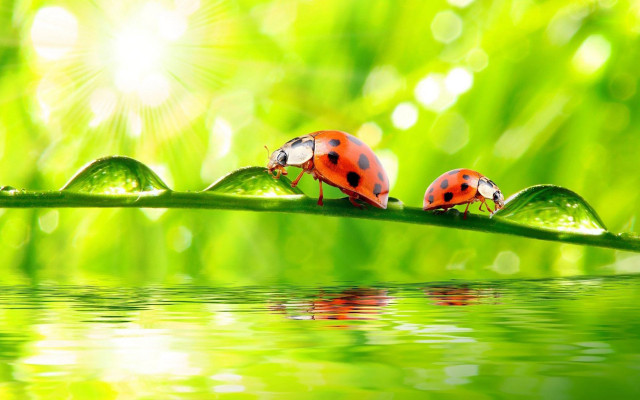 Ladybugs green leaf water droplets #2 free wallpaper for desktop - medium preview image