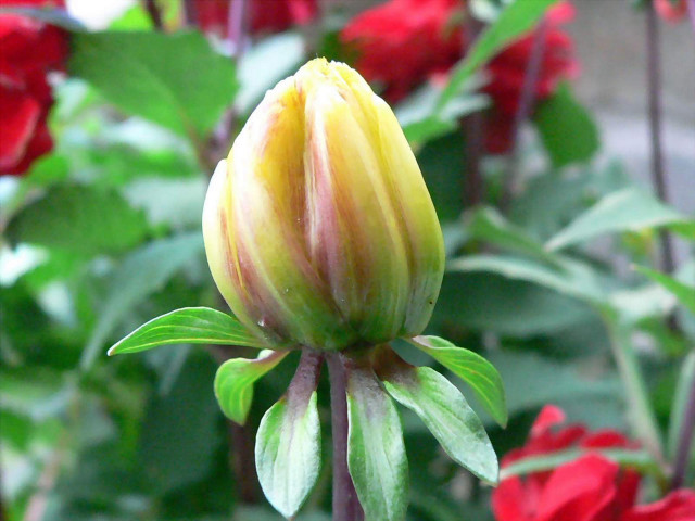 Yellow red flower green leaves #4 free wallpaper for desktop - medium preview image