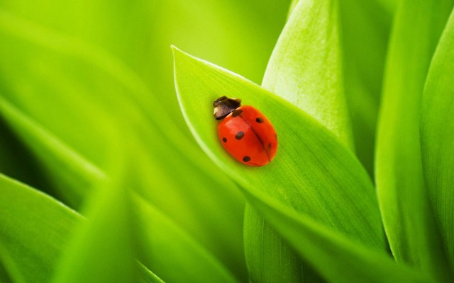 Ladybug green leaf macro nature free wallpaper for desktop - medium preview image