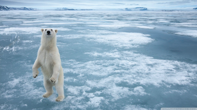 Polar bear ice curious looking free wallpaper for desktop - medium preview image