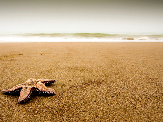 Starfish beach ocean wave background free wallpaper for desktop - medium preview image