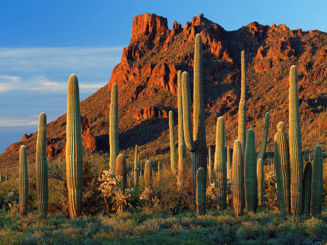 Cactus group mountain range blue free wallpaper for desktop - medium preview image